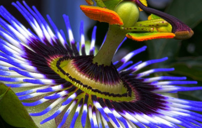 Passionsblumenöl (Passiflora incarnata) Passionsblumenöl (Passiflora incarnata)